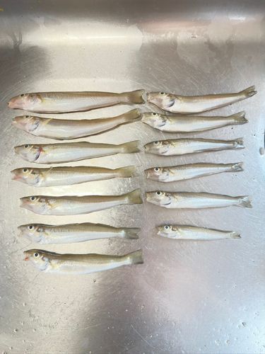 シロギスの釣果