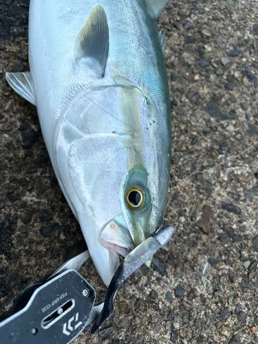 ハマチの釣果