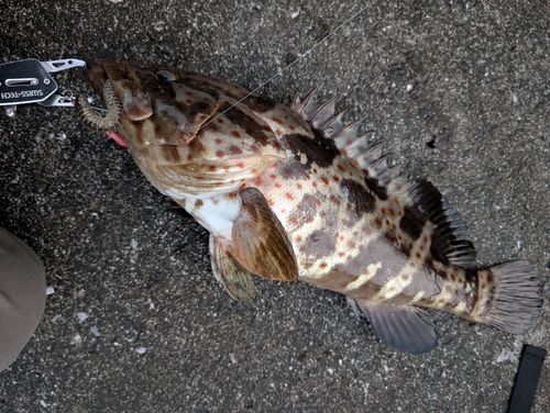 チャイロマルハタの釣果