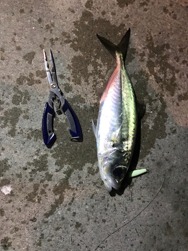 メアジの釣果