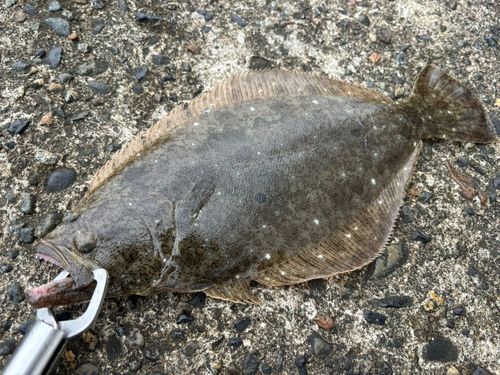 ヒラメの釣果