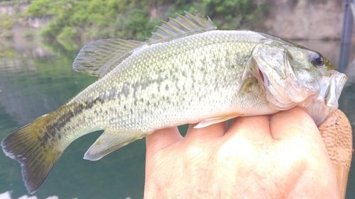 ラージマウスバスの釣果