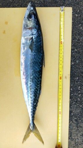 サバの釣果