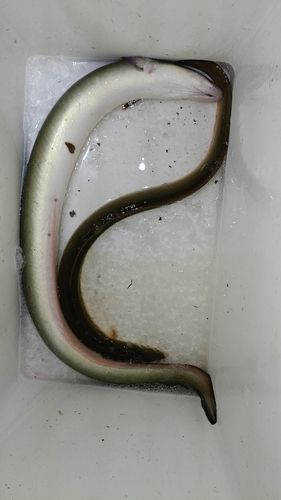 ウナギの釣果