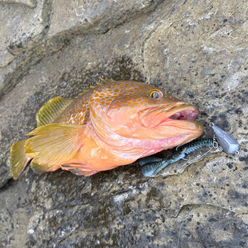 アコウの釣果