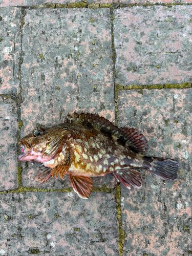 カサゴの釣果