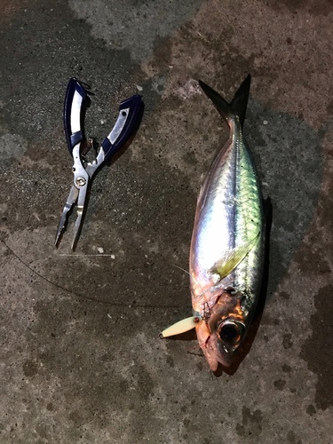 メアジの釣果