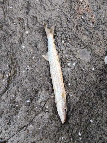 カマスの釣果