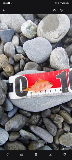 キンメダイの釣果