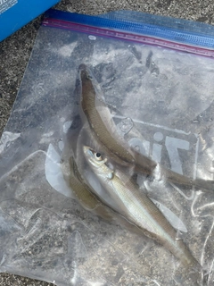 シロギスの釣果
