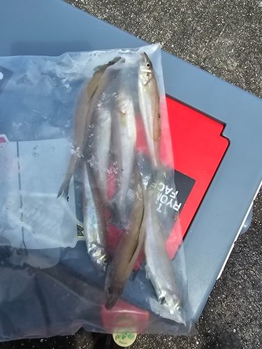 キスの釣果