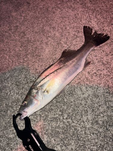 セイゴ（ヒラスズキ）の釣果