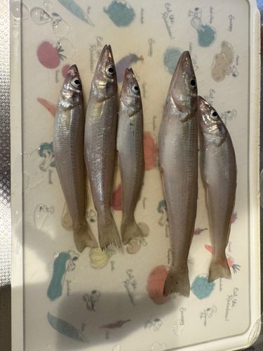 シロギスの釣果
