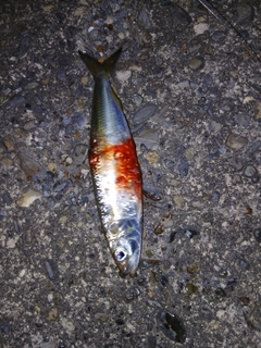 マイワシの釣果