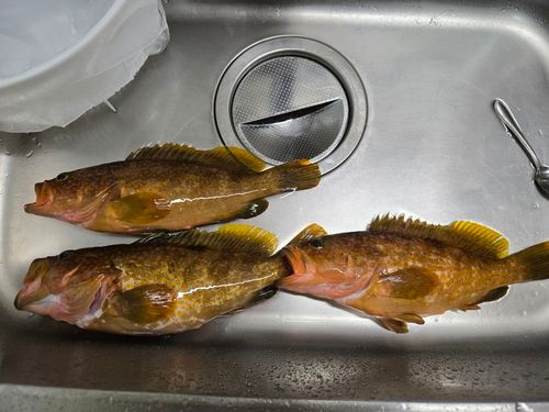 キジハタの釣果