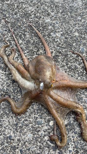 タコの釣果