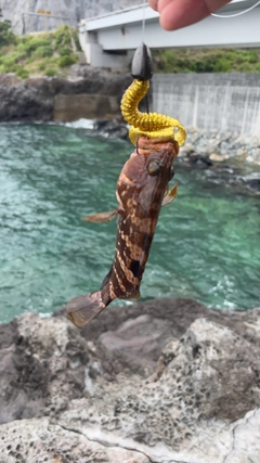 キジハタの釣果