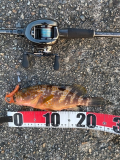 アコウの釣果