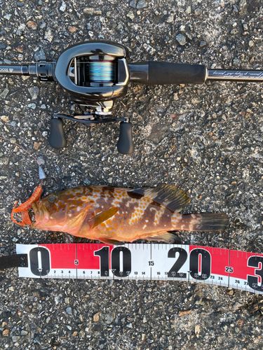 アコウの釣果