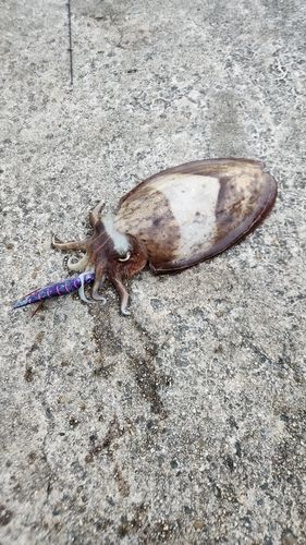 コウイカの釣果