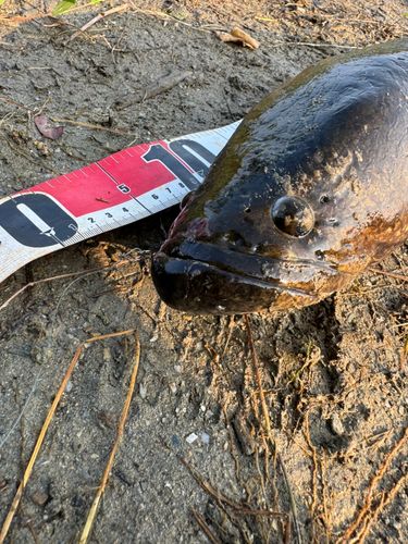 ライギョの釣果