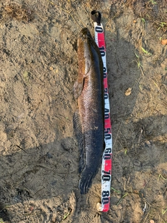 ライギョの釣果