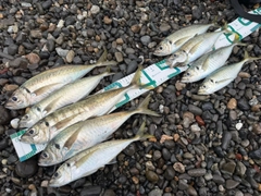 マアジの釣果