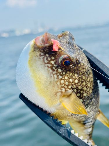 フグの釣果