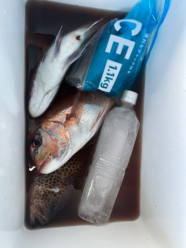 タイの釣果