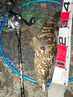 ヤイトハタの釣果