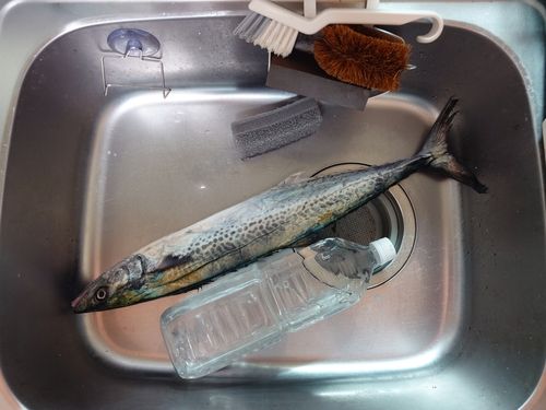 サゴシの釣果