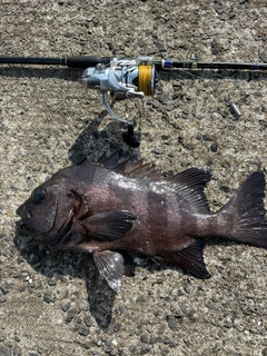 イシダイの釣果