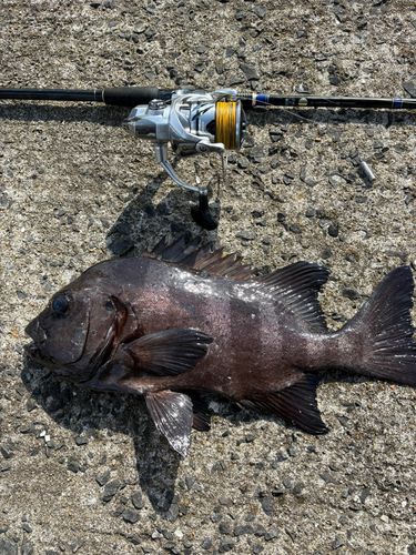 イシダイの釣果