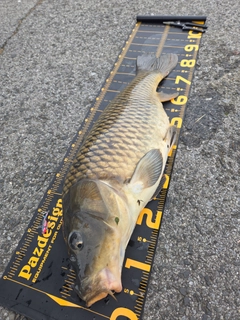 コイの釣果