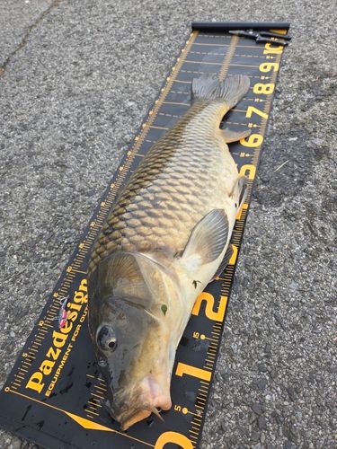 コイの釣果