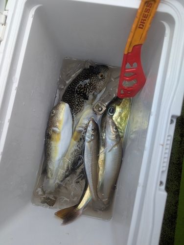 ショウサイフグの釣果