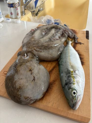 マダコの釣果