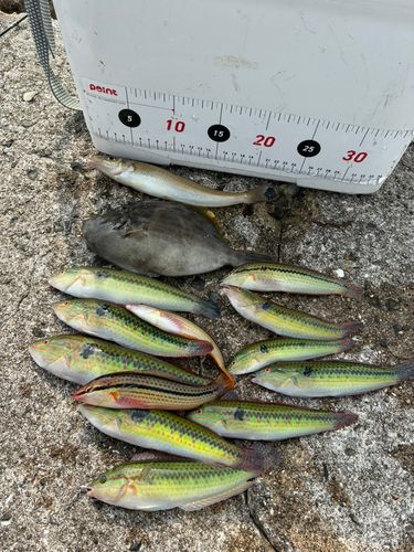 ギザミの釣果