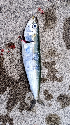イワシの釣果