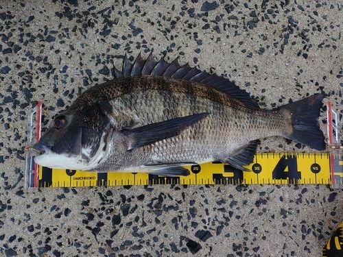 チヌの釣果