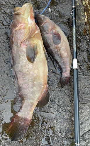 クエの釣果