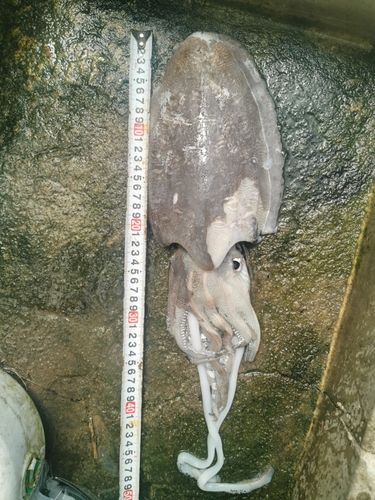 コウイカの釣果