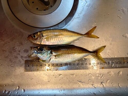 アジの釣果