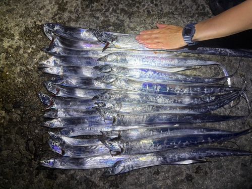 タチウオの釣果