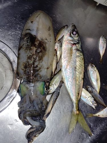 アオリイカの釣果