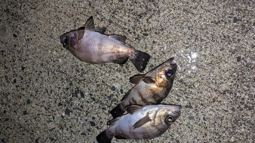 シロメバルの釣果