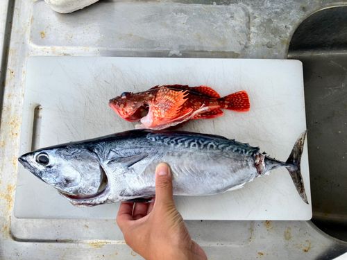 カツオの釣果