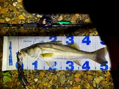 フッコ（マルスズキ）の釣果