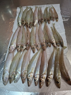 シロギスの釣果