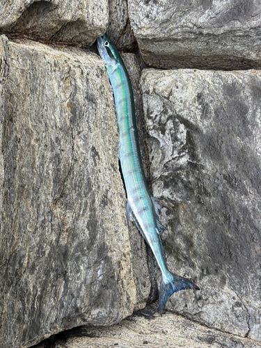 ダツの釣果